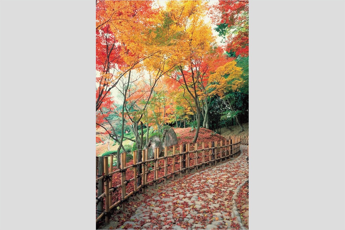 写真07：紅葉の頃の楓岸