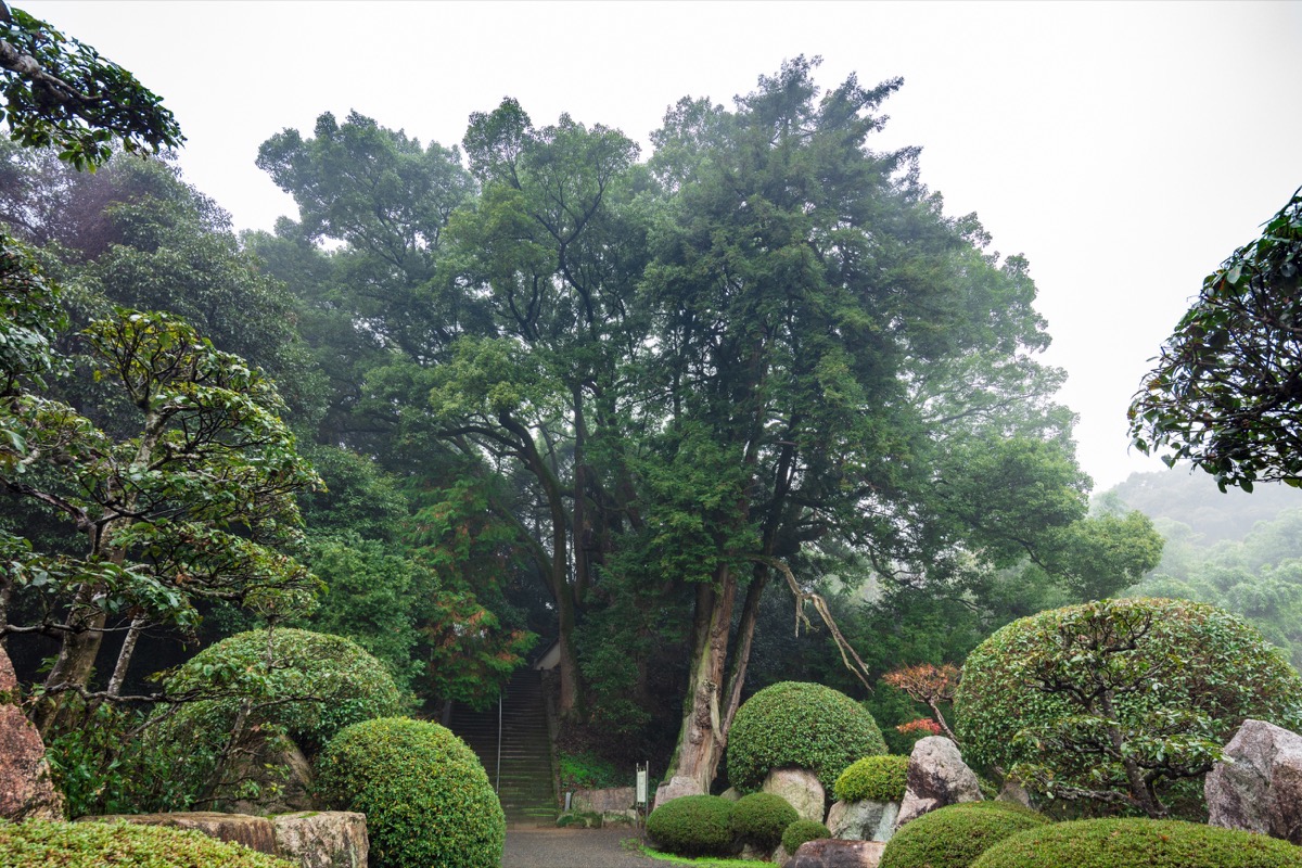 写真04：参道脇の榧（手前）と楠