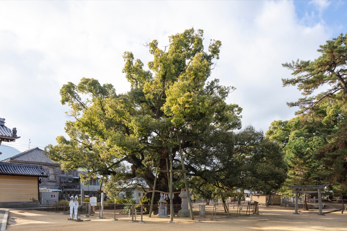 写真05：善通寺境内の大グス