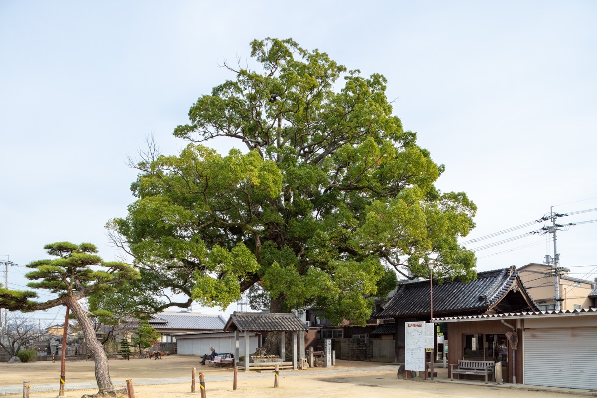 写真10：境内の楠