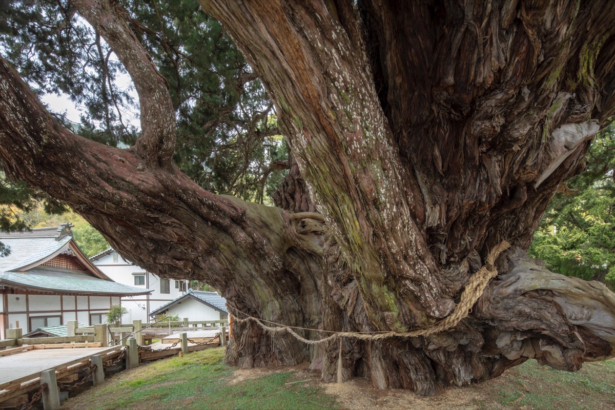 写真06：幹　南から３