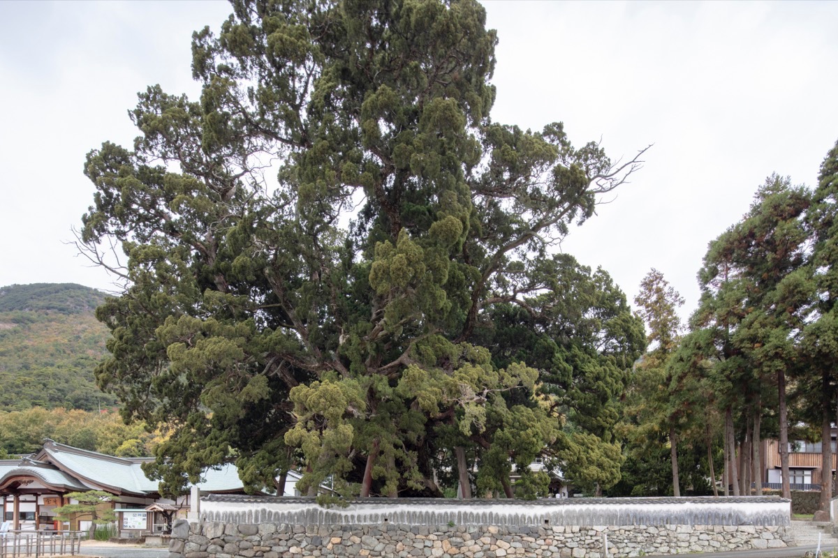 写真08：樹形　南から１